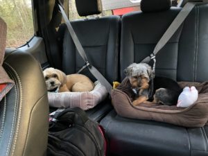 Nurse traveling with pets